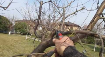 Jak stříhat a tvarovat korunu švestky na jaře, v létě a na podzim